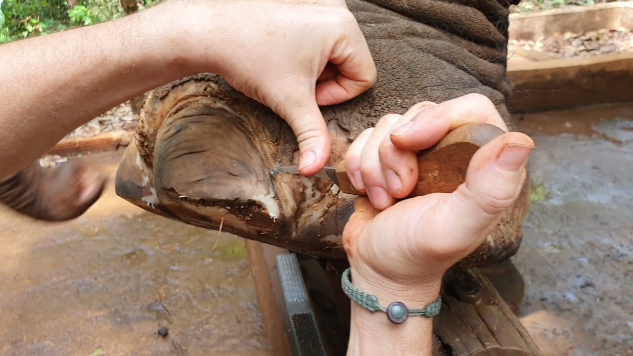 Elephant Front Left foot abscess trim  pt 1 of 2
