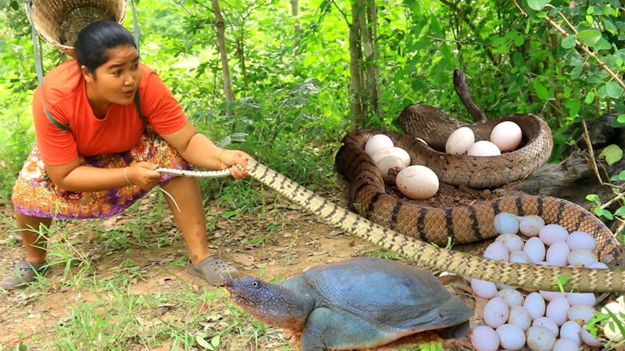 survival skills - Women Catch Snake egg and Turtle for  food  - Cooking Snake egg Eating delicious