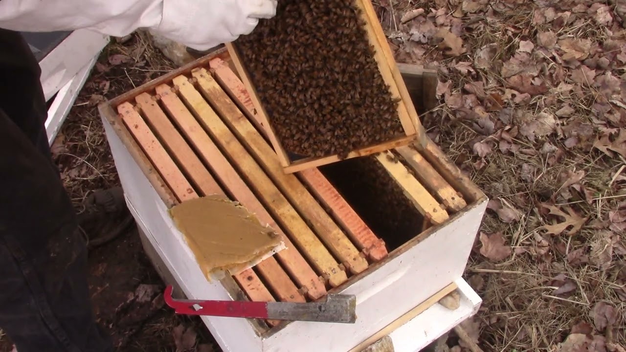 New Honey Bee Packages For 2022