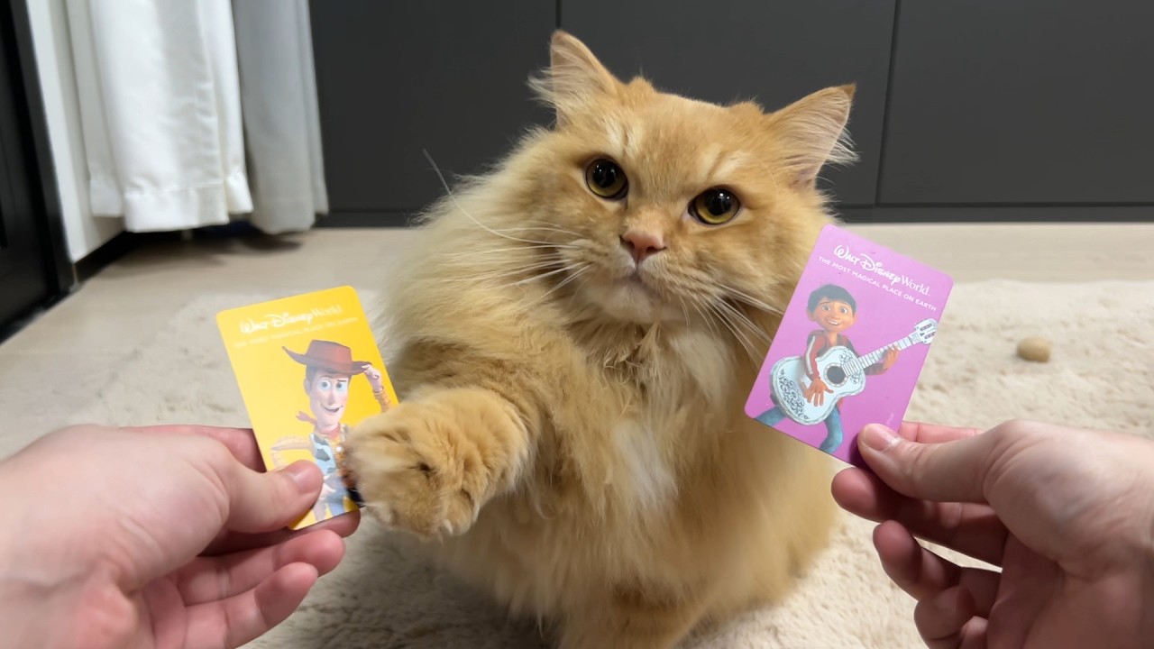 Trick & Treat with My Cat - Day 47