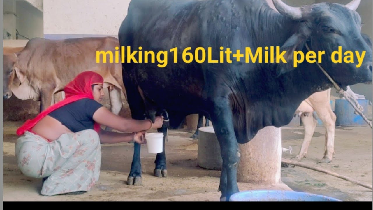 cow milking by hand,dairy farm  India, village life, first time milking