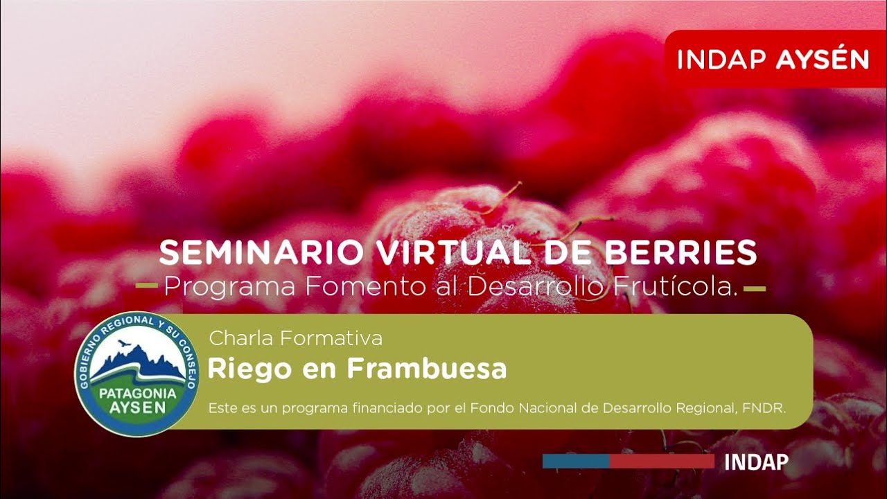 Seminario Virtual de Berries - Riego en Frambuesas