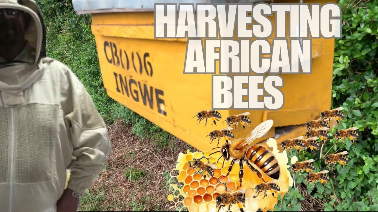 Harvesting Honey from African Bees In Lugari, Kenya| Step-by-Step Guide for Beekeepers#bees
