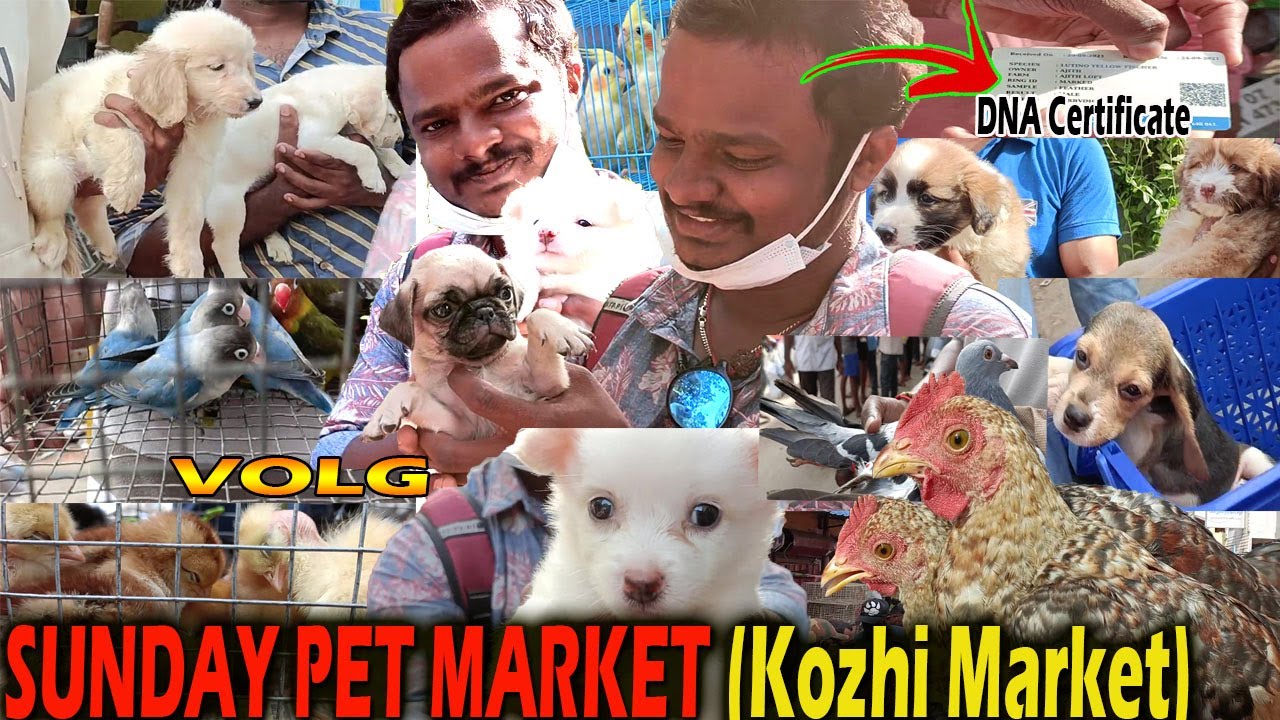 SUNDAY PET Market பார்க்கலாம் வாங்க 💖🐭🐶🐔🐕🦜 | Parrys கோழி சந்தை Vlog🐓🕊🐣🐁 @VaazhaiIlai