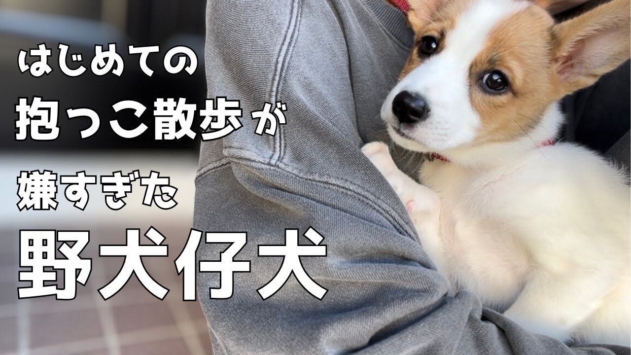 【野犬保護犬】はじめての抱っこ散歩/はじめてのハミガキ/はじめてのブラッシング