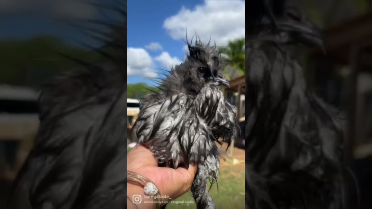 Meet Oli short for Oliver💕  #silkies #chickens #fluff #chickenlady #washup #love 🥰🥰