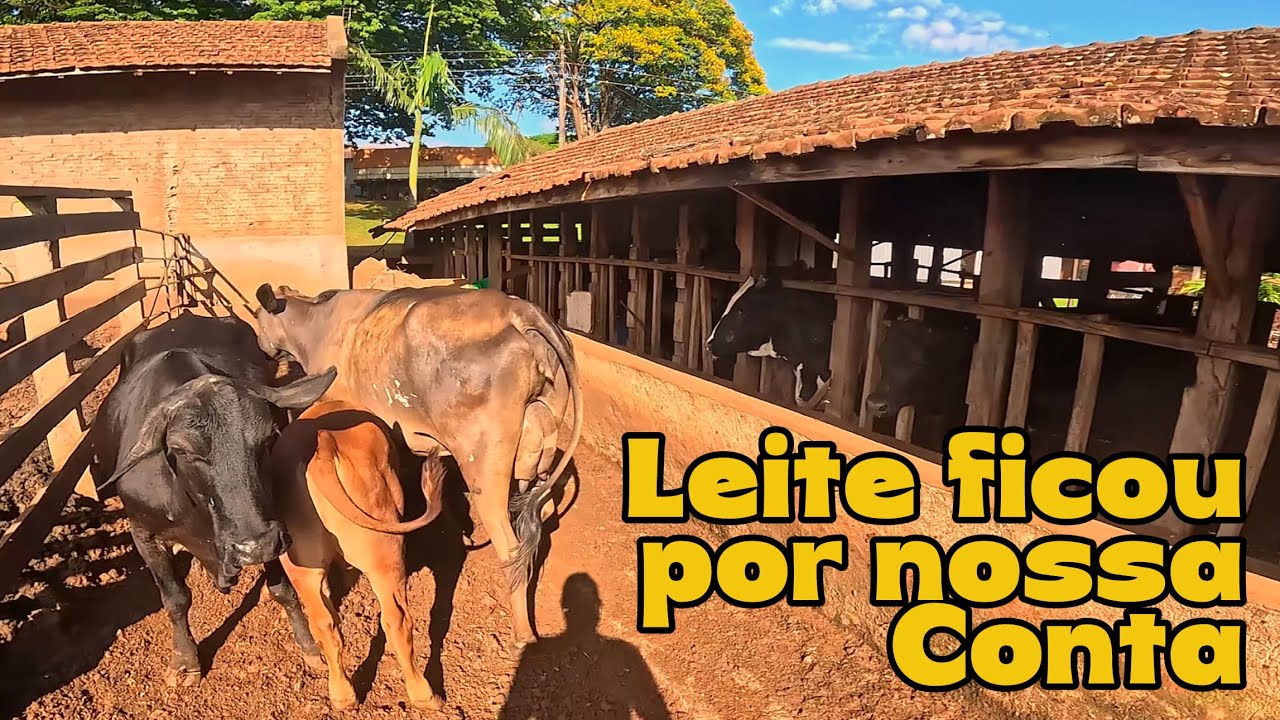Paitrão foi viajar e largou nois responsável pela fazenda de novo (roçavlog)