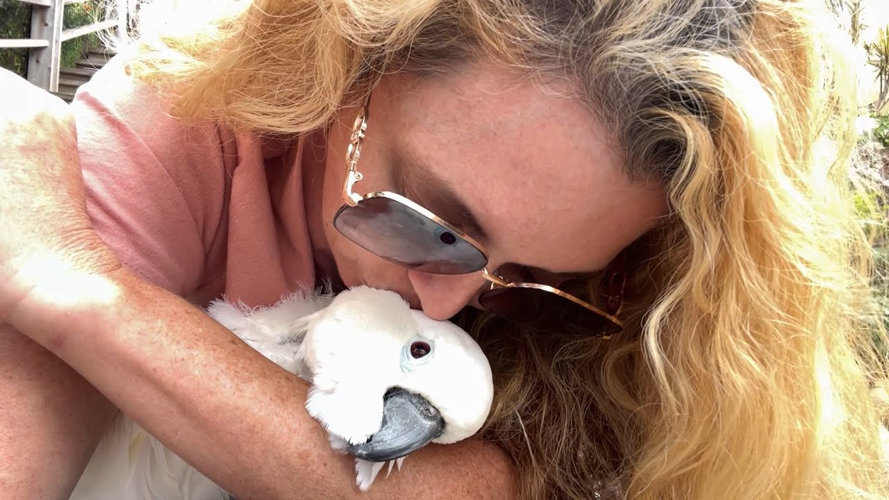 Victoria Cockatoo Update after Vet Appointment