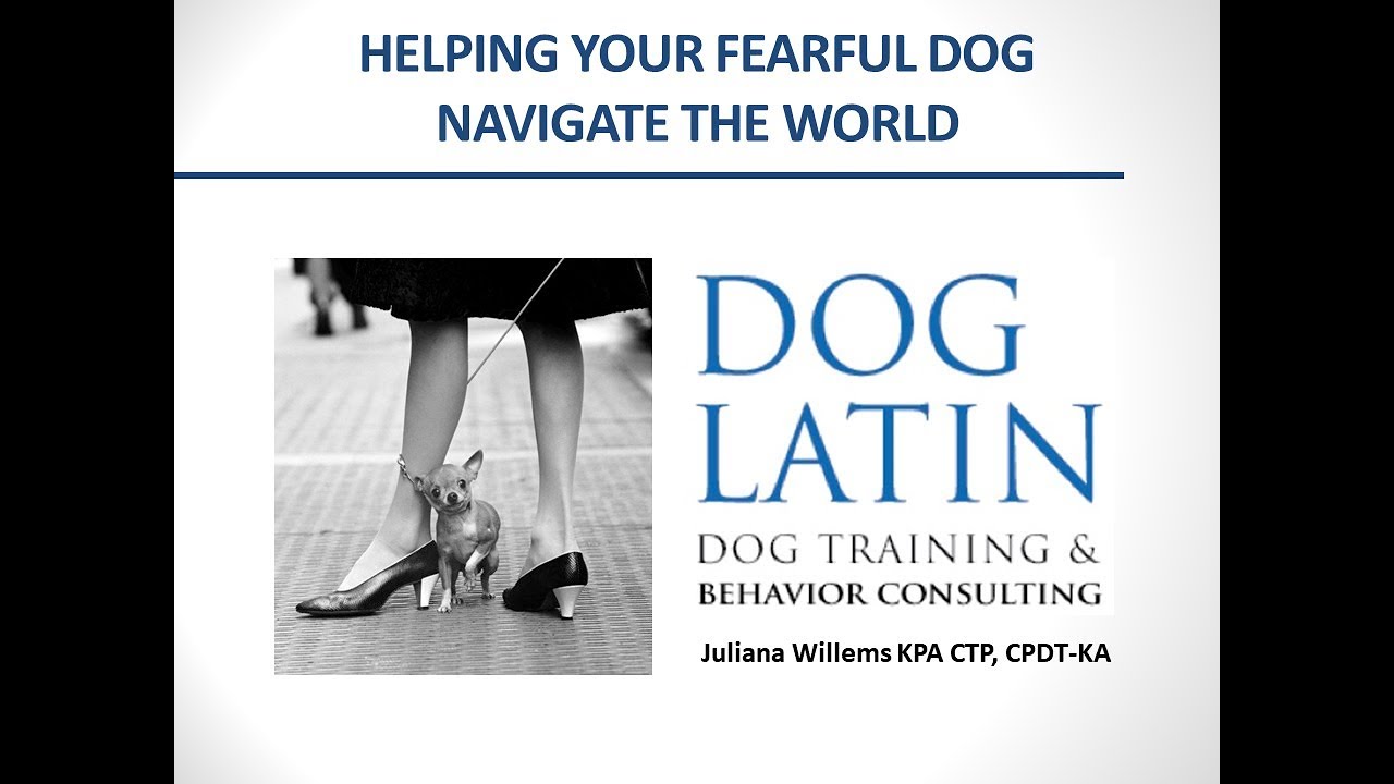 Helping Your Fearful Dog Navigate the World - 2/23/19 #ThanksToMaddie