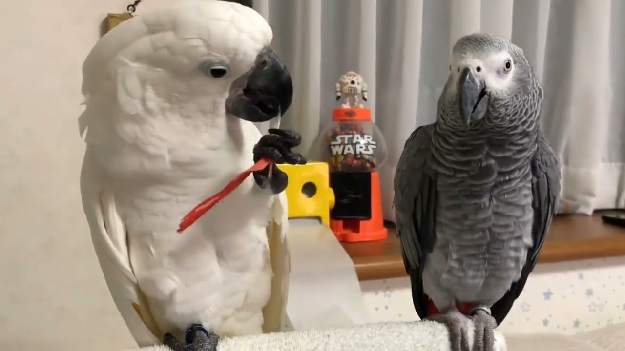 White Cockatoo & grey parrot friends #moluccancockatoo #umbrellacockatoo #greyparrots #whiteparrot