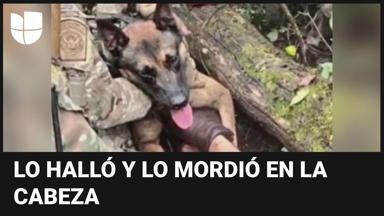Este es el perro que ayudó en la captura de Danelo Cavalcante, asesino convicto que estuvo prófugo