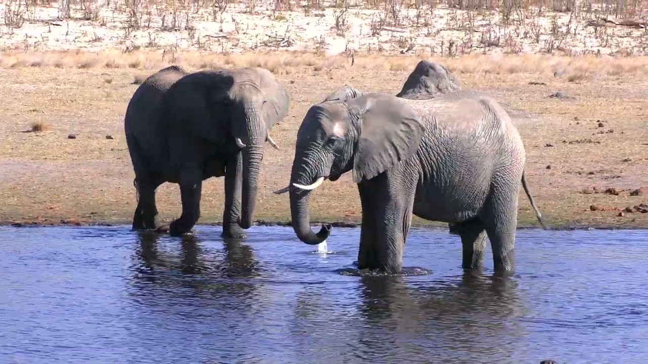 Hwange National Park: Elephants at Watering Hole
