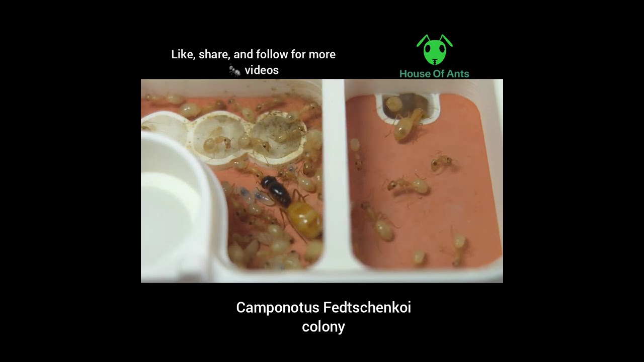 Ants colony update 10/1/2026