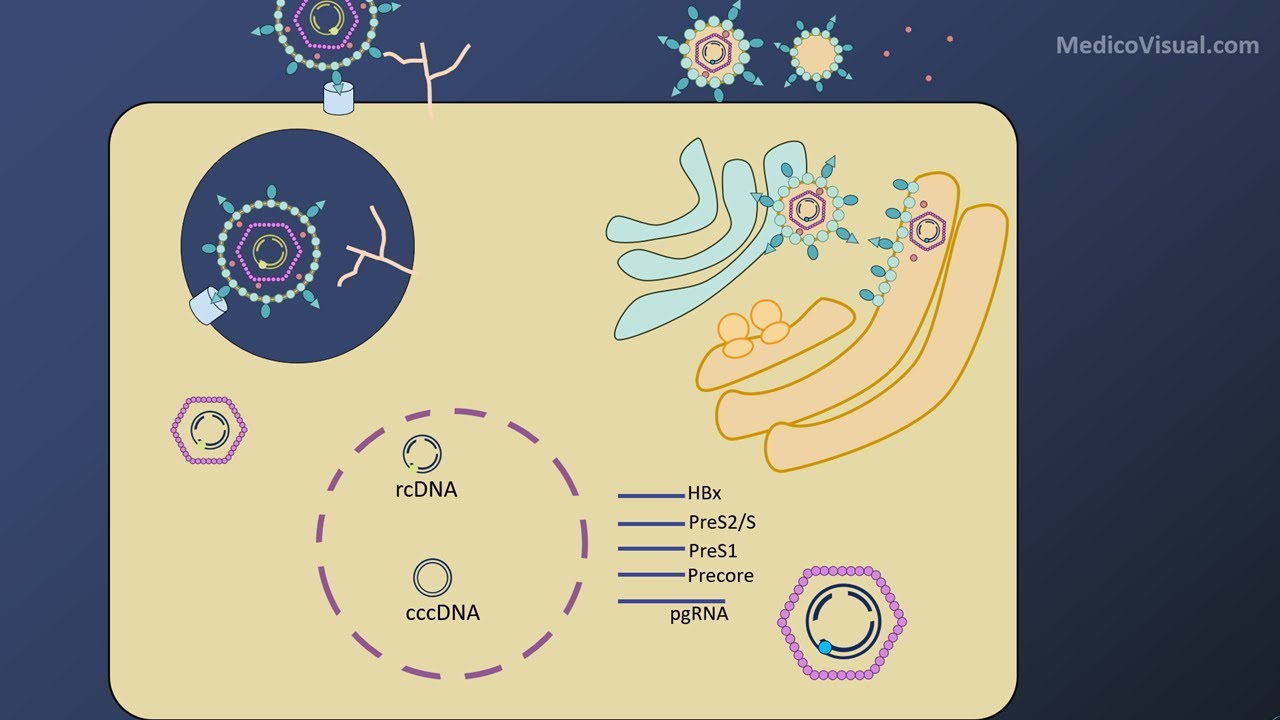 HBV Life cycle and Modes of Transmission (Animated) - Hepatitis B part 2