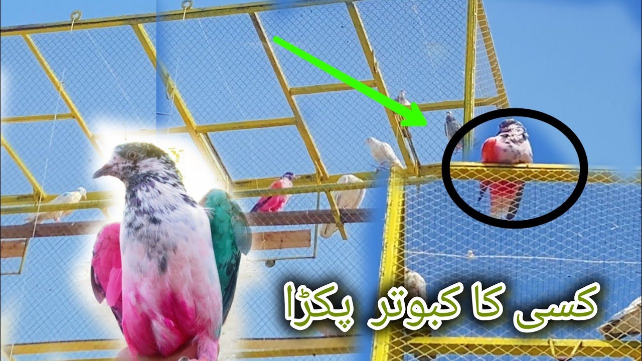 kisi ka kabootar pakra full rangon sy bara hoi #pigeon #sialkotpigeons