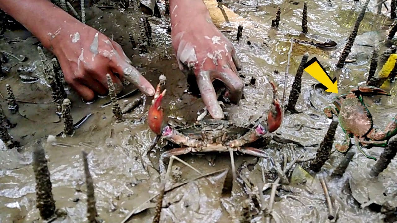 Dry season 2021, Amazing Boy Catching Mud Crabs by Hand at Mangrove Forest