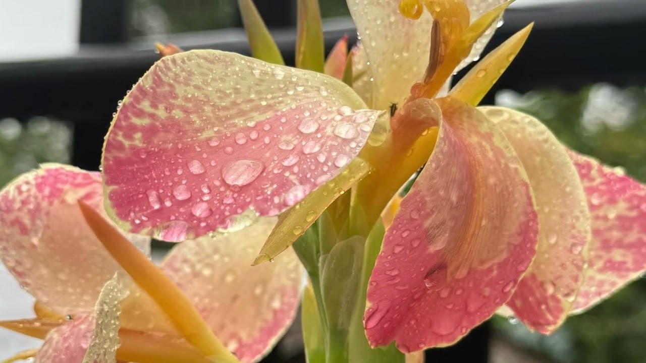 After the Rain By Gloria V Kirk 