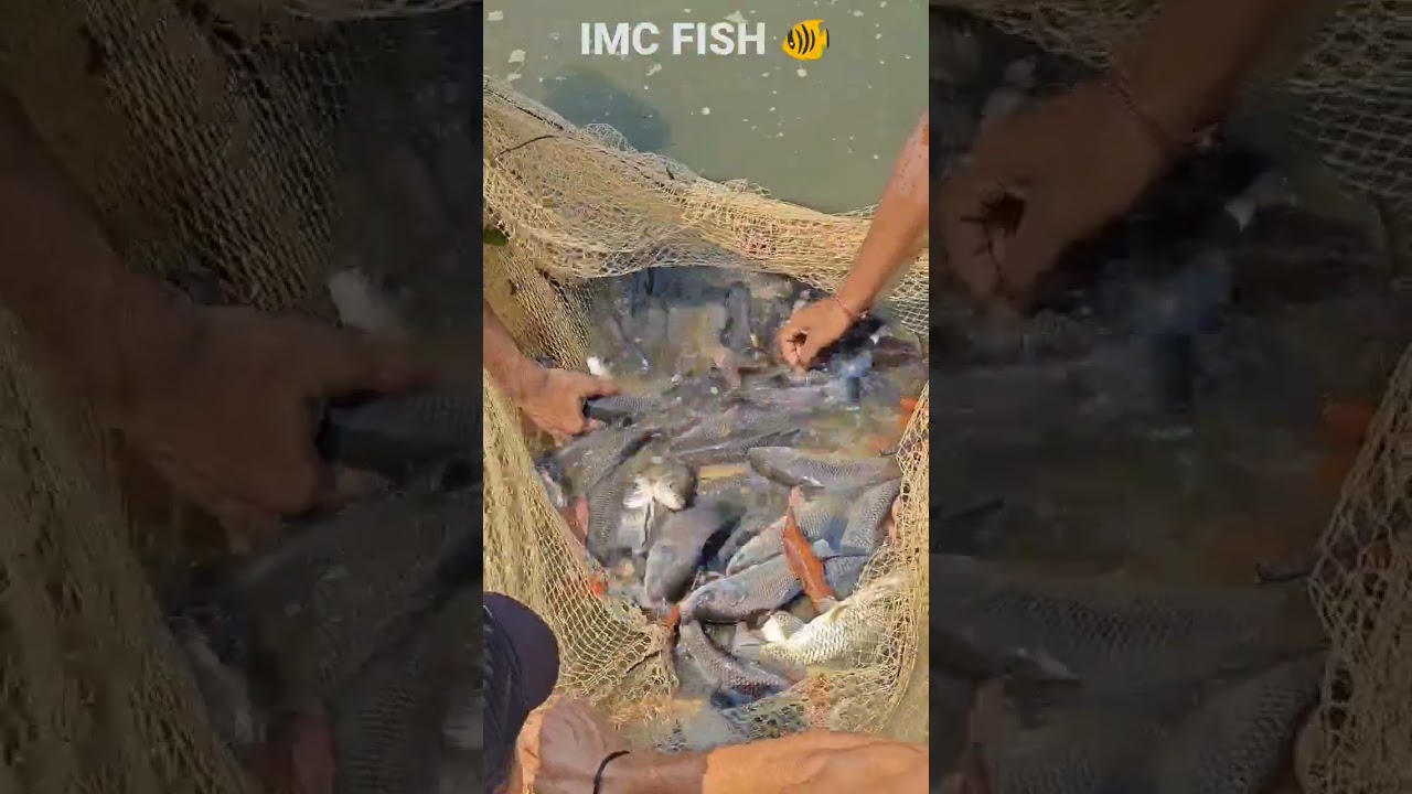 #farmupdate Fish Grading #integratedfarming #snehil360
