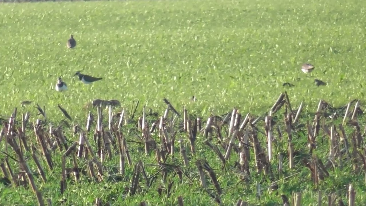 Kieviten terug in Delden, maar het gaat weer vriezen