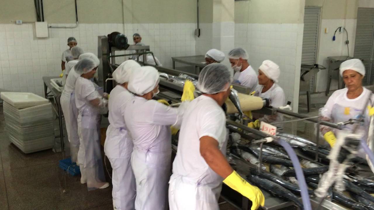 Processamento de Peixes Amazon Export