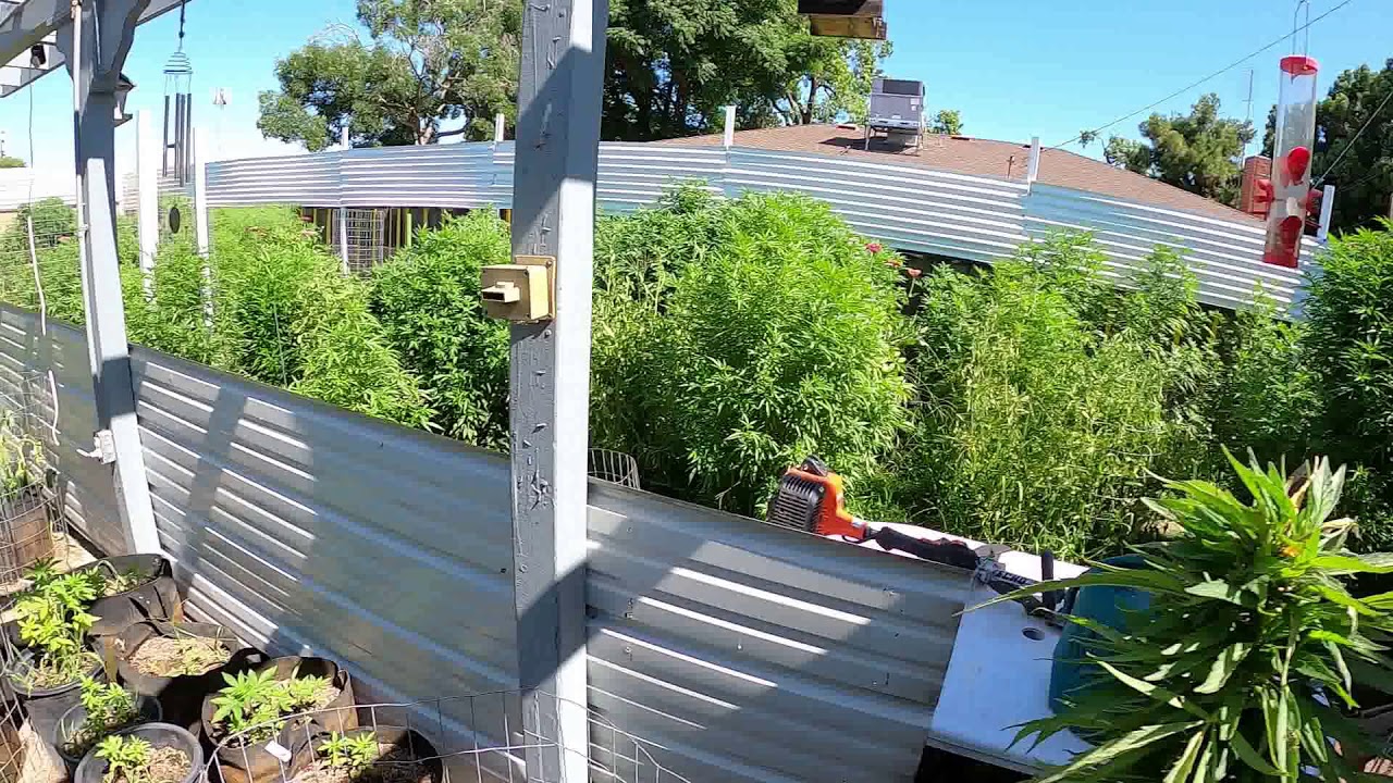 Backyard Cannabis Grow with Rando July 1st 2020