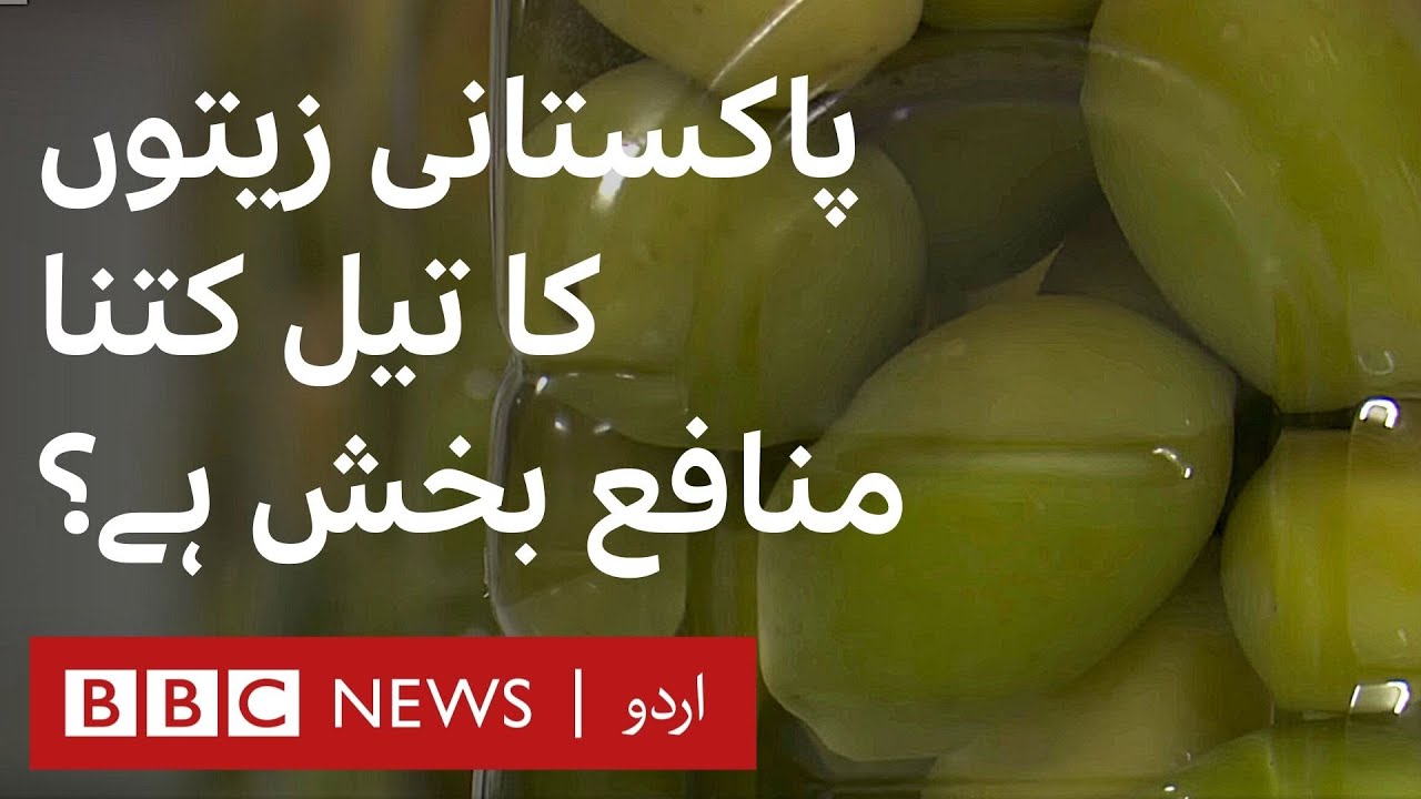How Olive Oil Producers are Profiting in Pakistan - BBC URDU