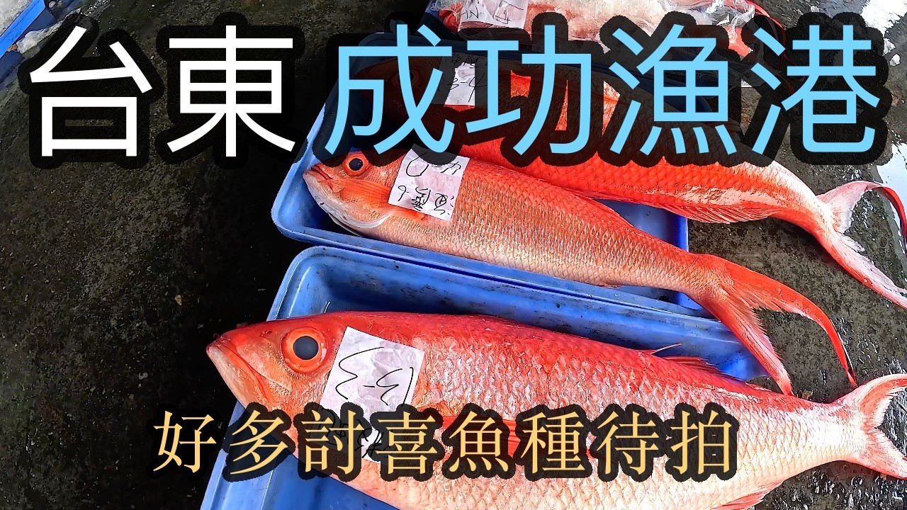 放假當然就是要去漁港逛逛 冬季的台東成功漁港又有什麼好貨值得期待呢 【跟著藝術家來放風】170 中文字幕 #漁港 #海鮮 #seafood #台東 #長尾鳥魚