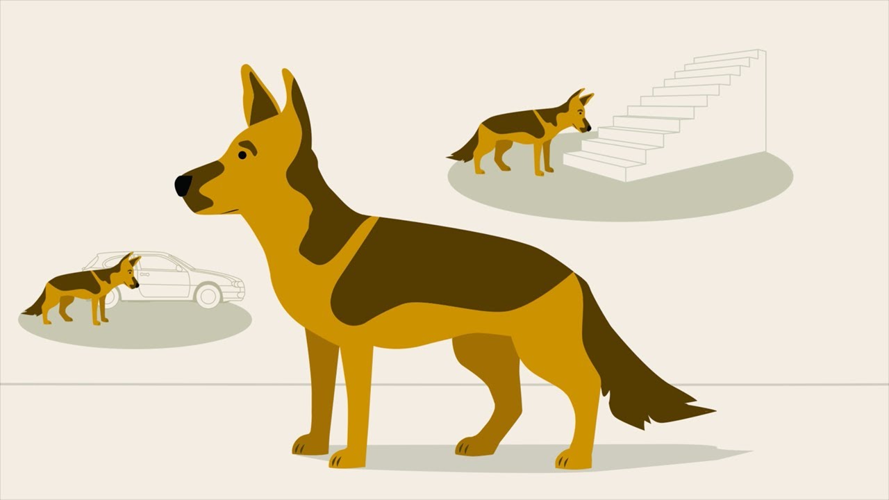 Dog Degenerative Myelopathy Educational Video