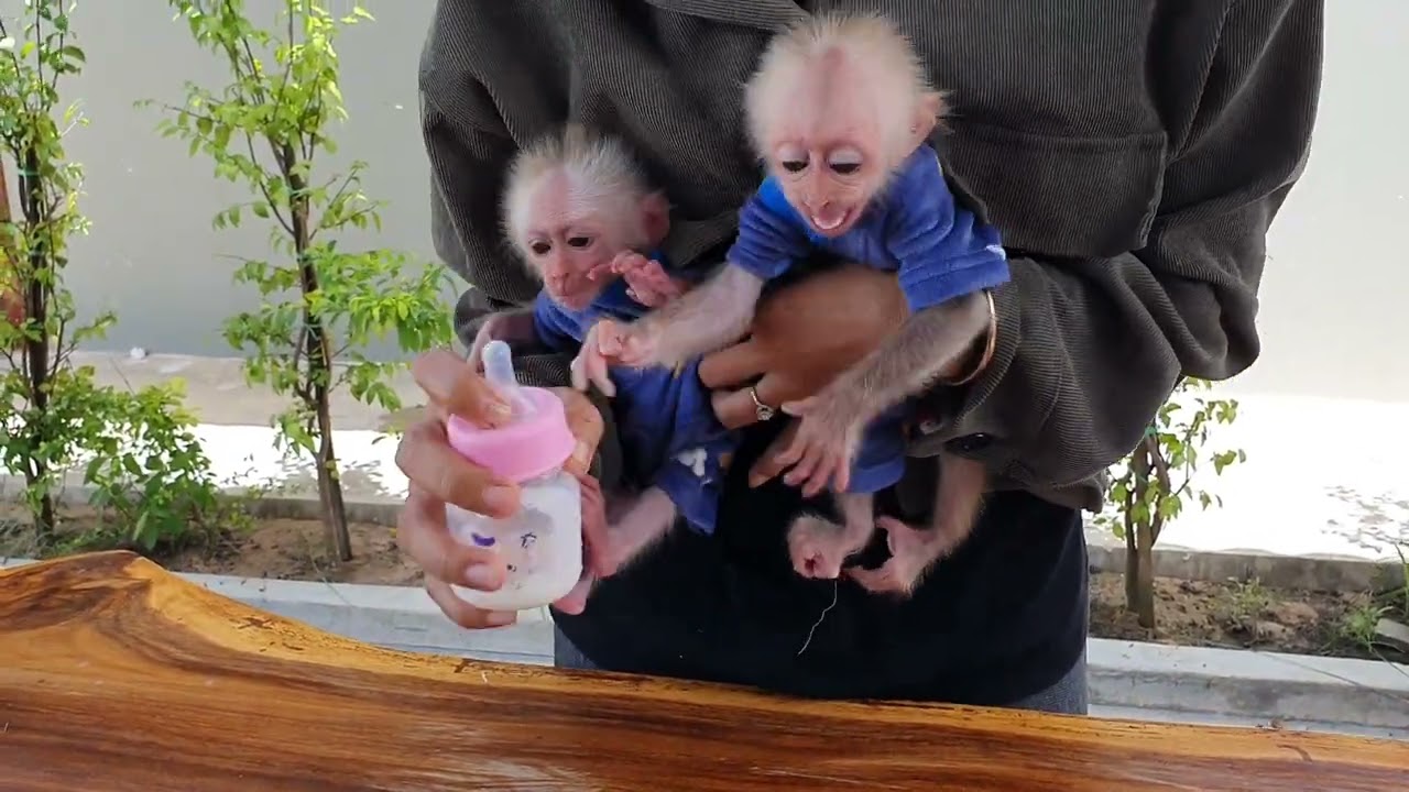 Tiny Hands Holding Big Milk Bottle 😍🍼 #monkey #monkey #babymonkey #cute