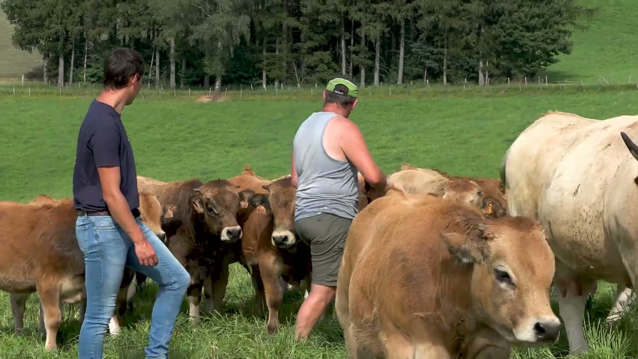 Vidéo sabot de bronze race Aubrac 2024