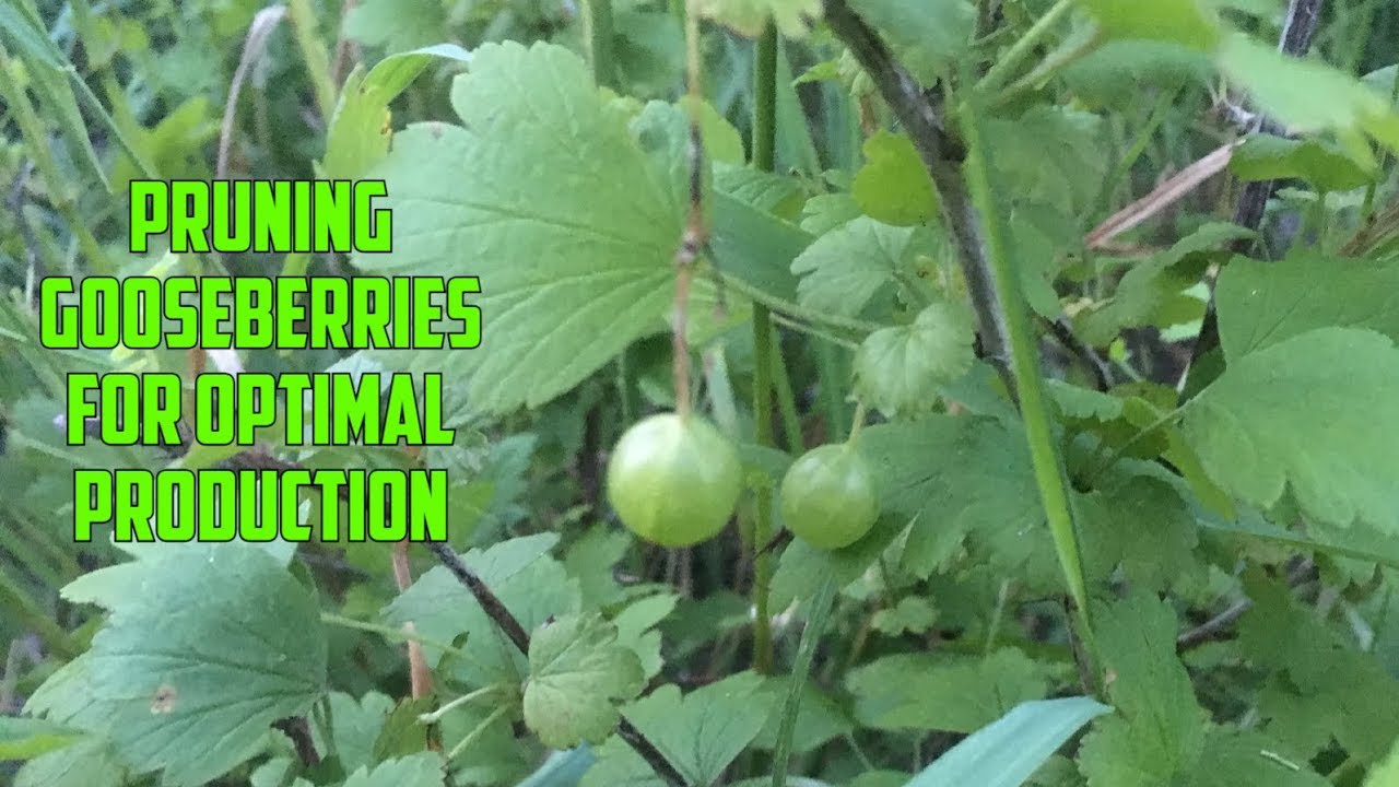 How to Prune a Gooseberry Bush