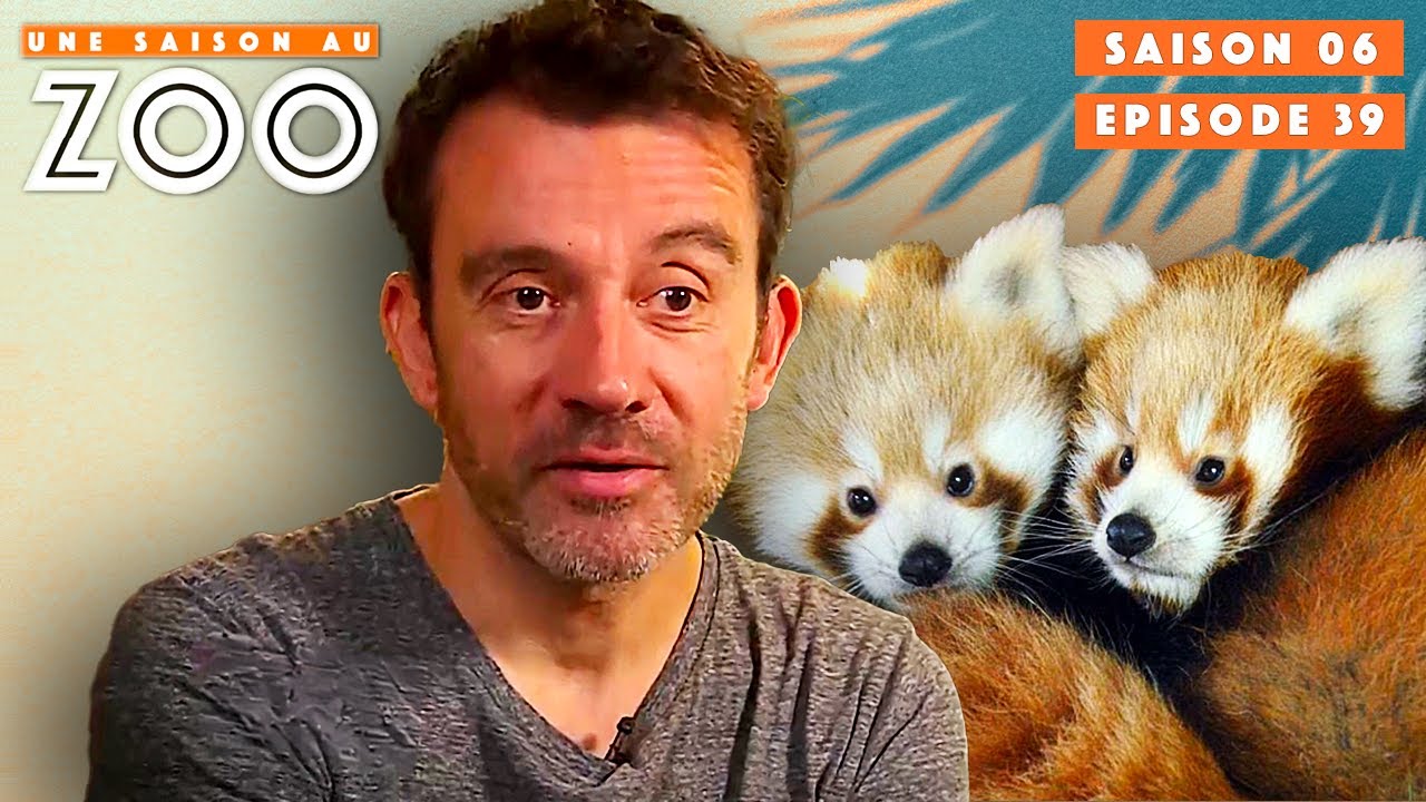 C'est l'heure de Sexer les Bébés Pandas Roux ! | S06EP39 | Intégrale | Une saison au zoo
