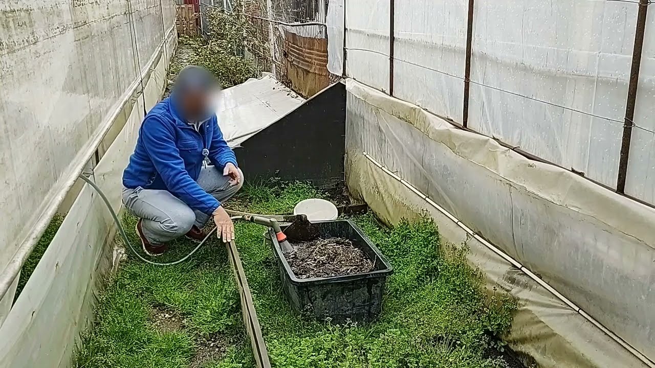 CUM SE PREGĂTEȘTE SI CUM SE FOLOSEȘTE MACERATUL DE GĂINAȚ DE PASĂRE!!