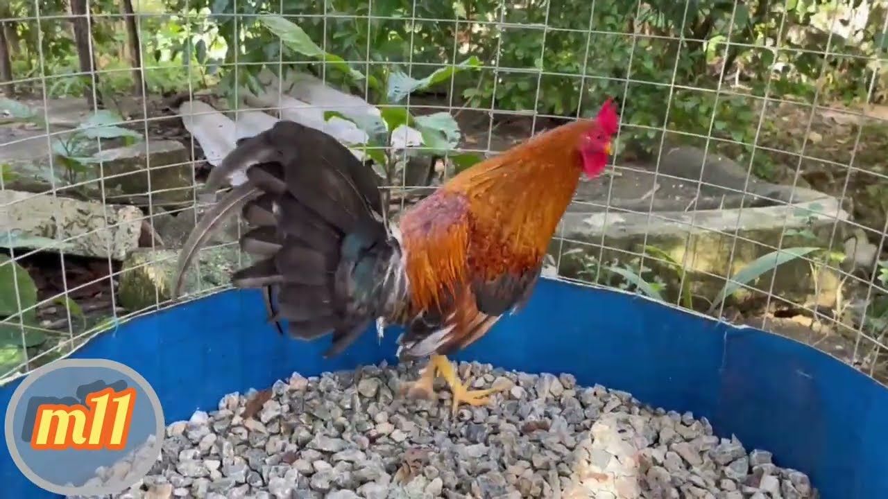 Asi van los ejemplares, hermosos y saludables, todo a su tiempo #gallosadonisluzon