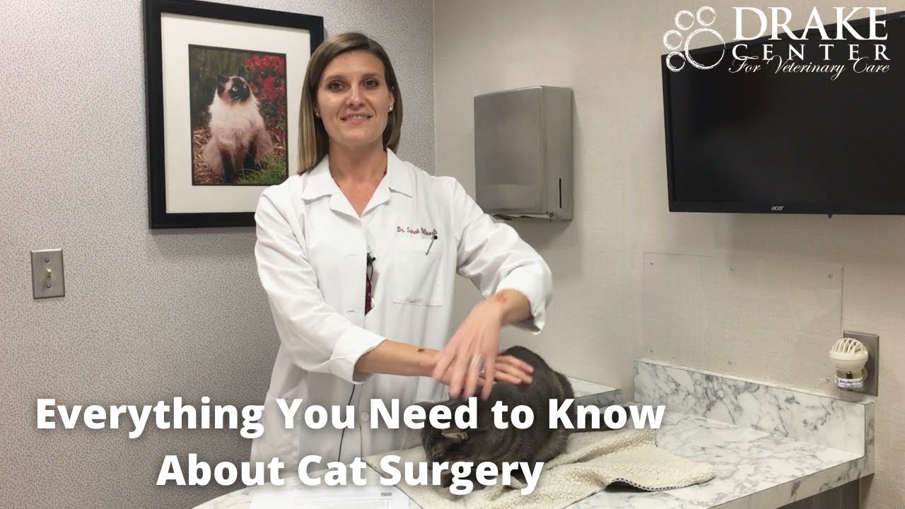 Everything You Need to Know About Cat Surgery
