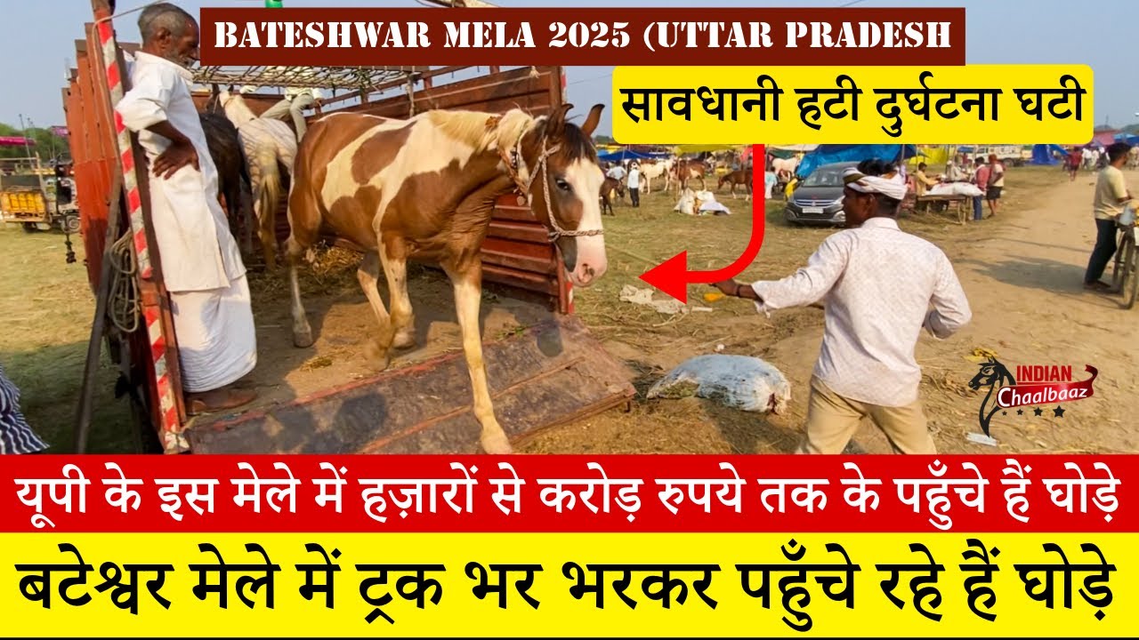 बटेश्वर मेले में ट्रक भर भरकर पहुँचे रहे हैं घोड़े Bateshwar Mela 2025 (UP)