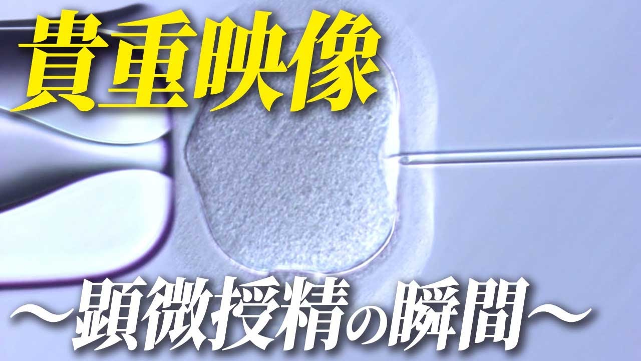〜精子と卵子が出会うまで〜命の始まりに密着！ハシイ産婦人科