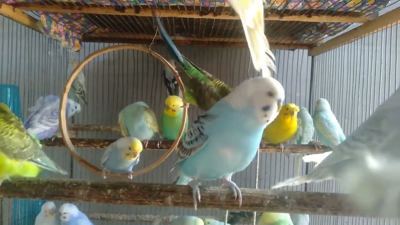 Hobbyist’s Guide to Cute Budgies – Beautiful Color Mutations! 