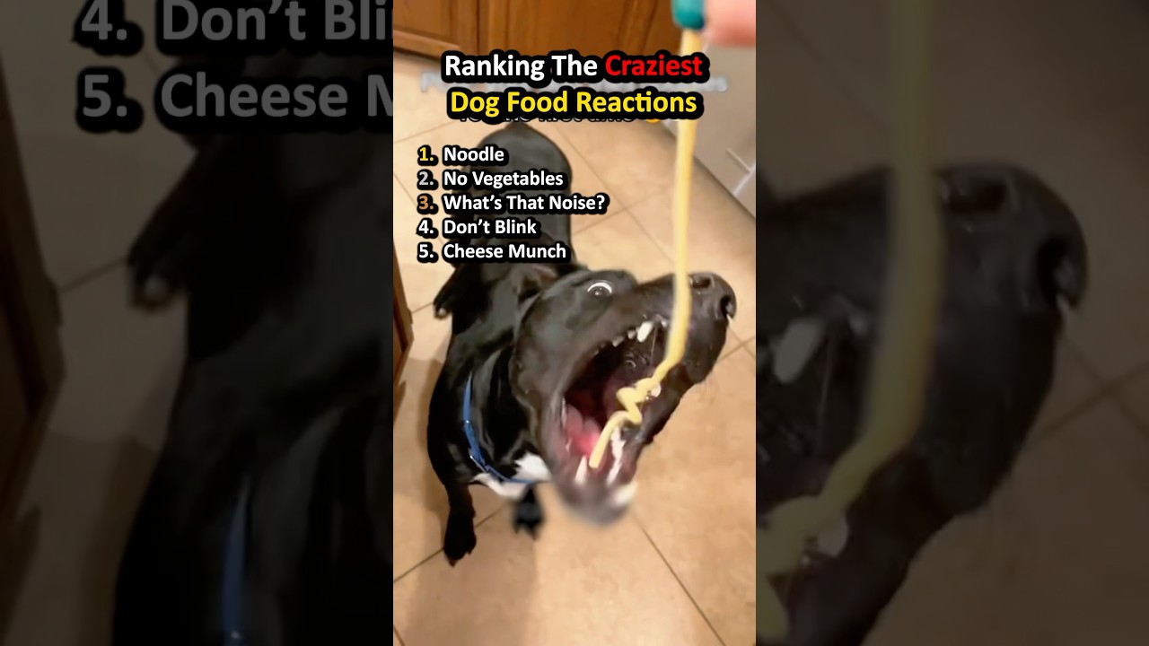 Ranking The Funniest Dog Reactions to Food 🐶