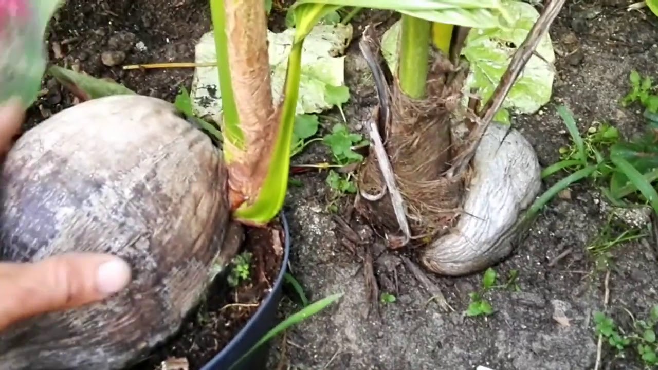 Palma kokosowa (Cocos nucifera) zakup i przesadzanie