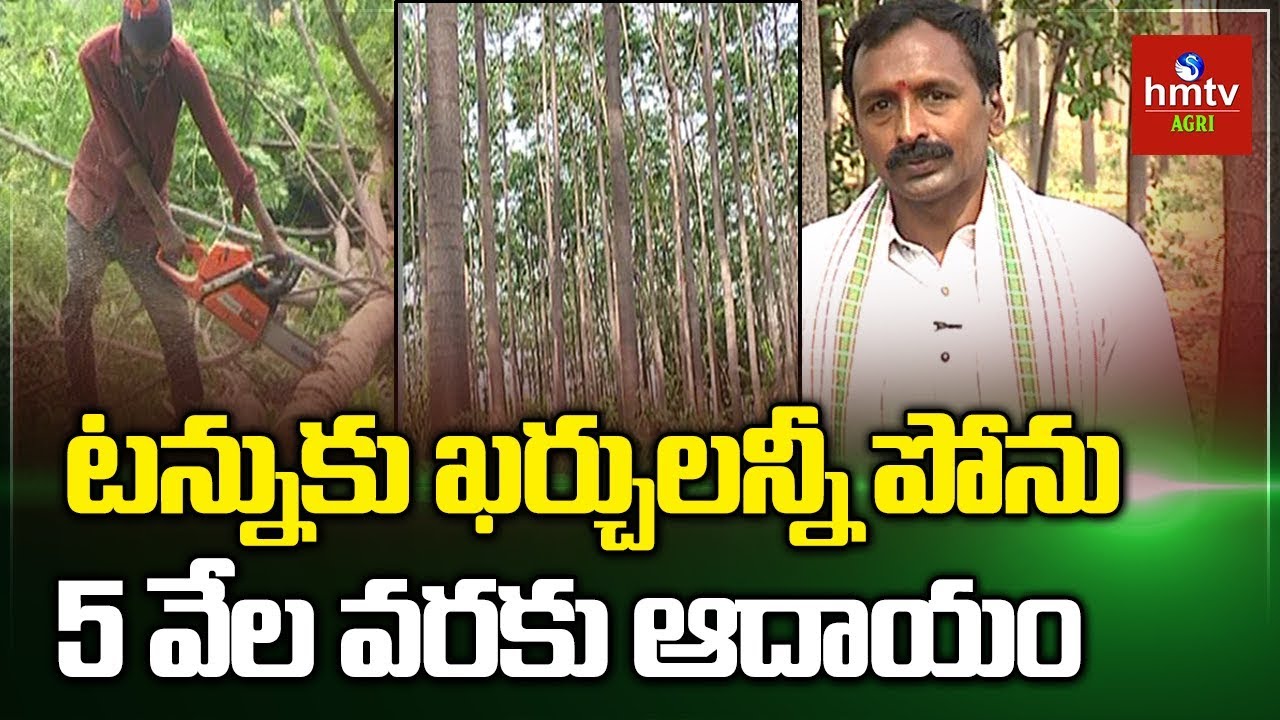 మలబారు వేప సాగు | Malabar Neem Cultivation Guide | hmtv Agri