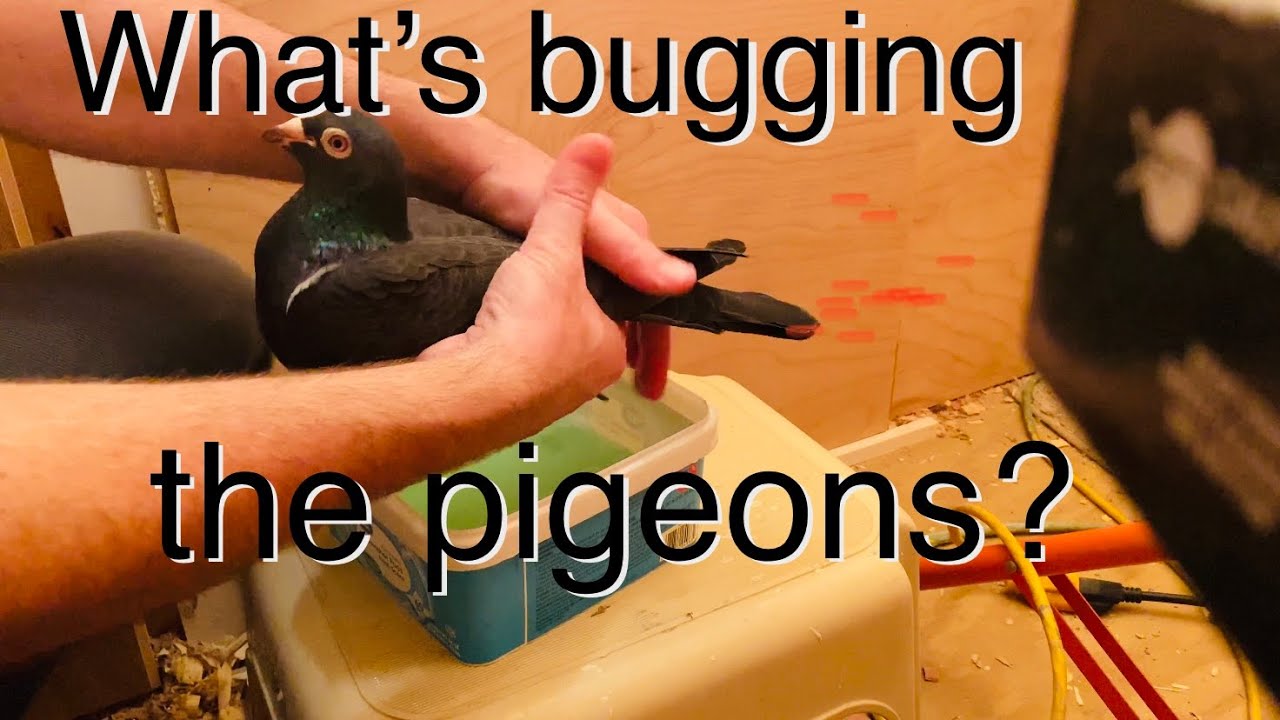 Лечение голубей от внешних паразитов. Что беспокоит голубей?