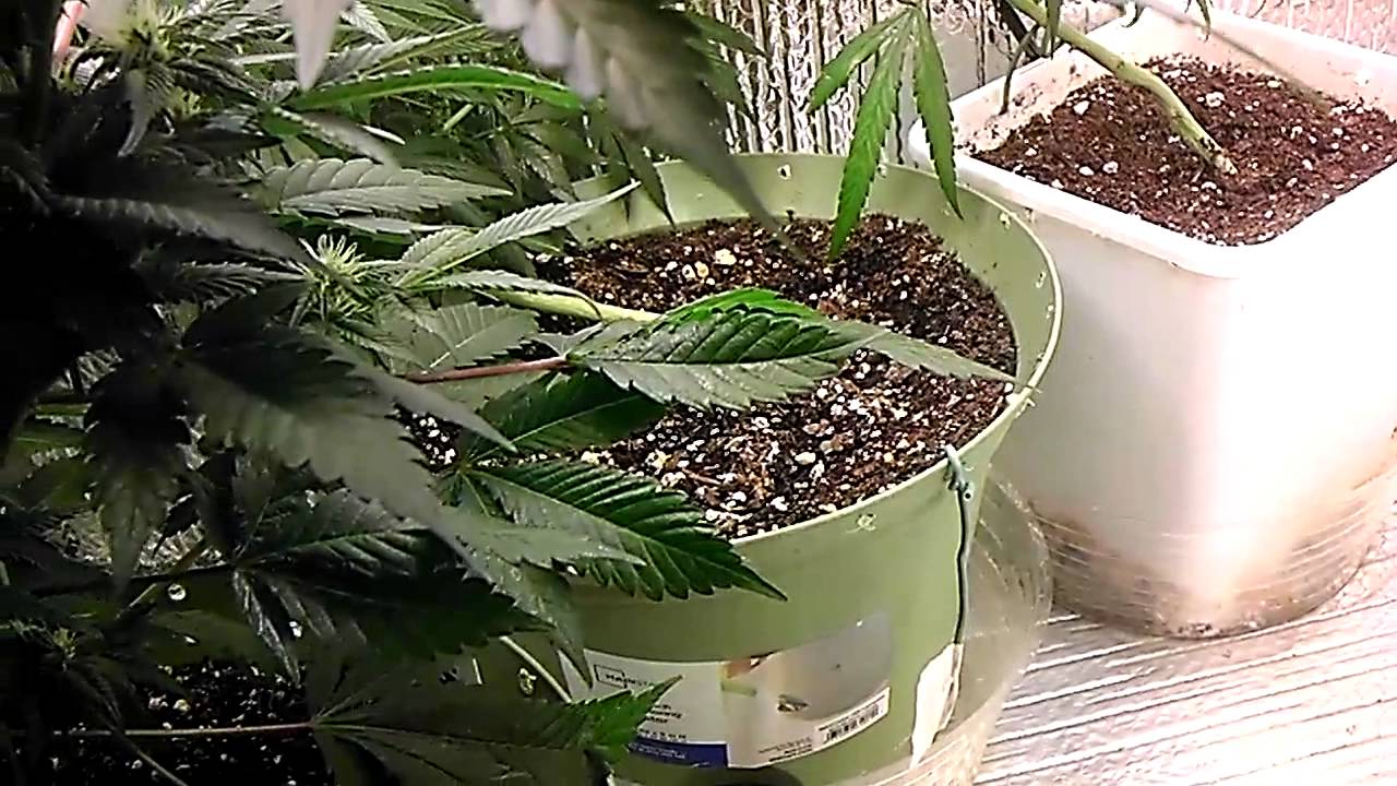 How to grow cannabis - grow lights , hps vs cfl