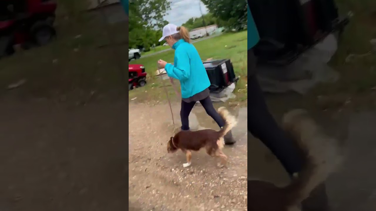 Neighbors INTENTIONALLY Run Over Dogs As 40+ Pups Wander Off Rural Property [STORY BELOW]