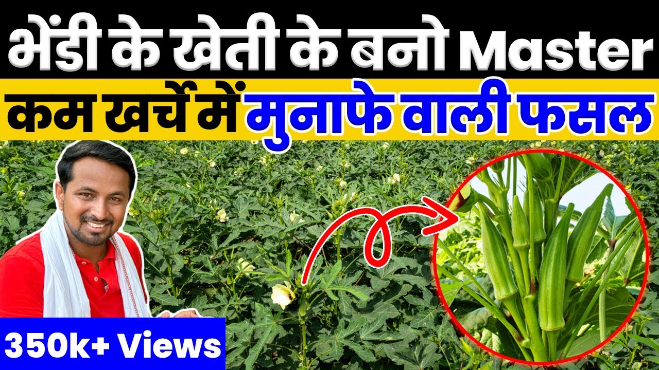 भिंडी की खेती से लाखों कमाने का मौका😱💯एक ही वीडियो में A to Z जानकारी🤑👌Indian Farmer