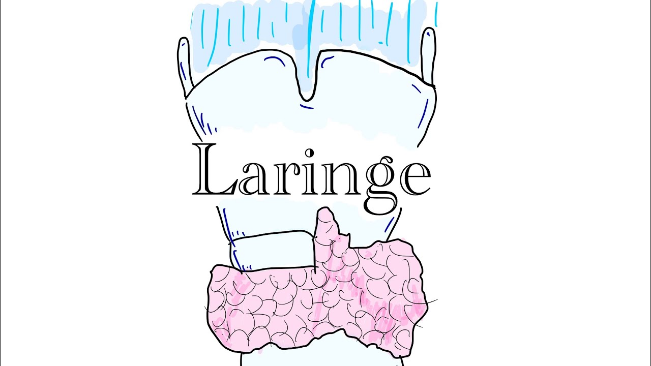 Laringe