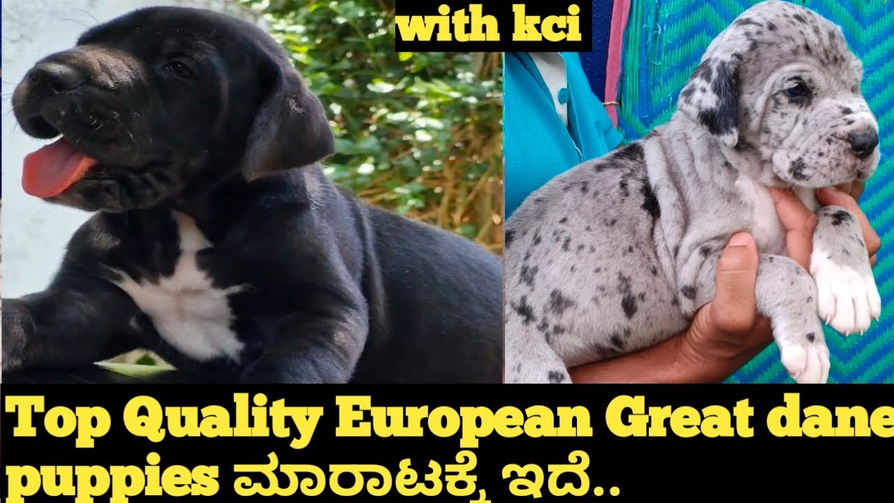 Top Quality European great dane puppies ಮಾರಾಟಕ್ಕೆ ಇವೆ|| great dane puppies for sale|| 8861640555||