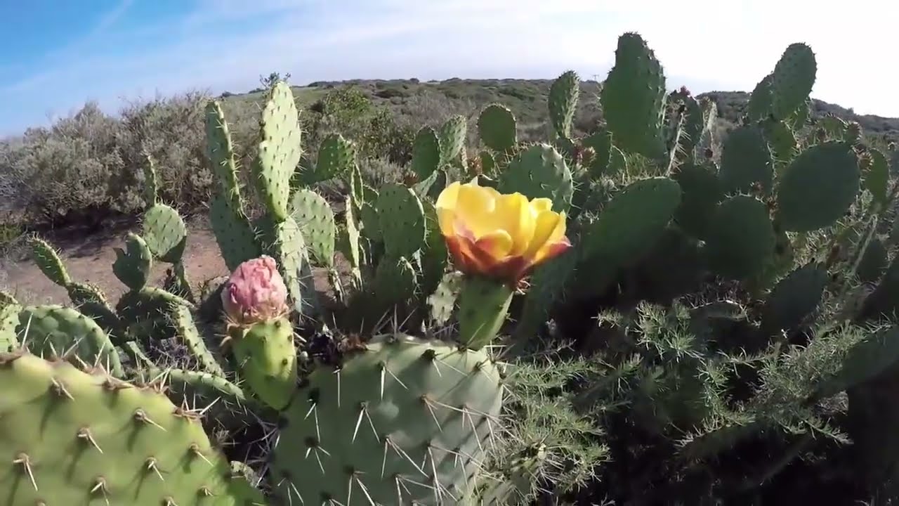 Калифорния 9 лет назад / Crystal Cove State park (Путешествия)