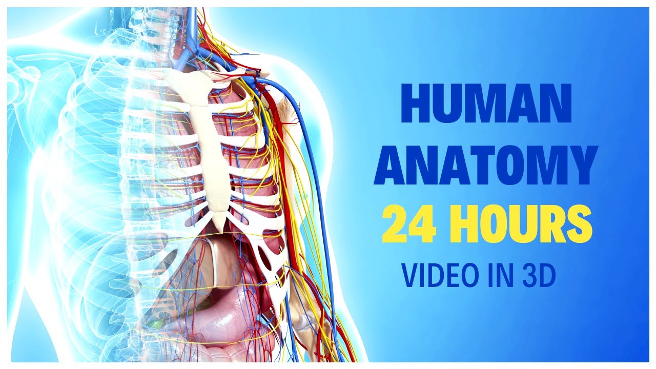 Human Organs in the Body | 24 Hours to Master HUMAN ANATOMY