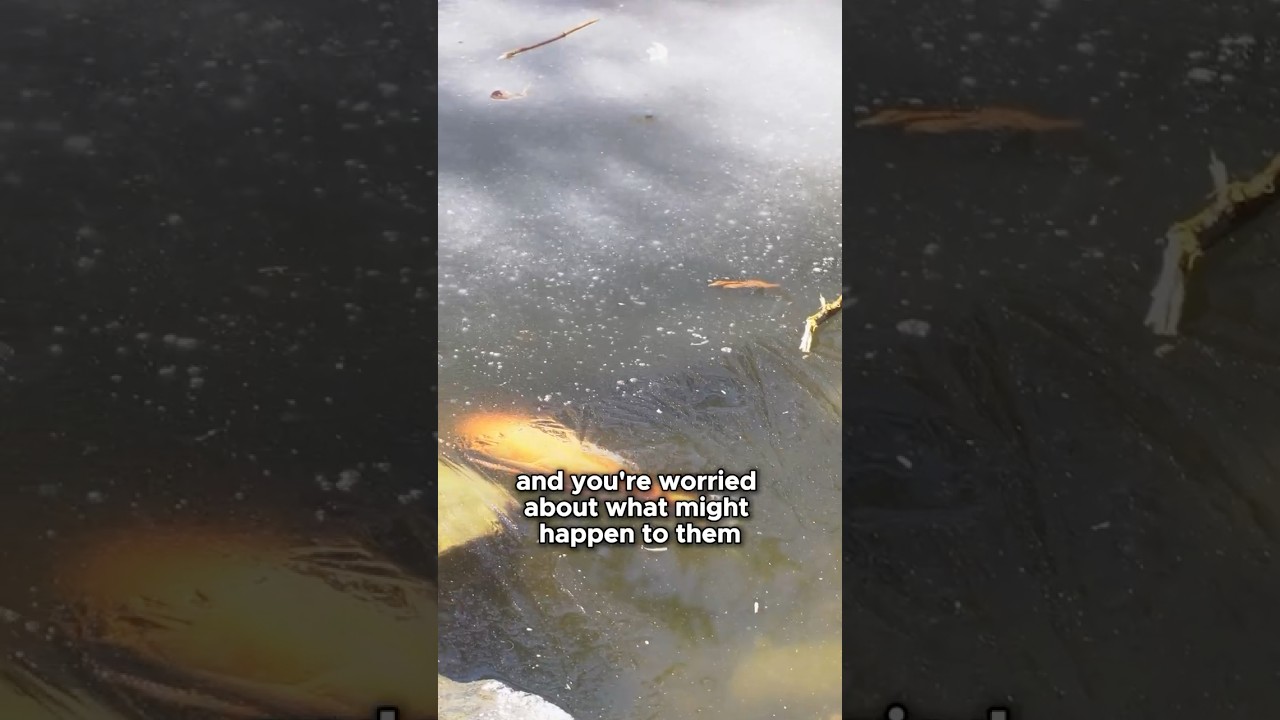 How to Keep Your Pond Fish Safe in Freezing Weather 🥶
